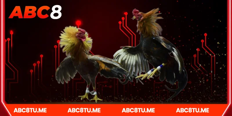 Cách Tham Gia Cá Cược Đá gà campuchia Tại Abc8