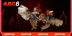 Giới Thiệu Về Đá gà campuchia Tại Abc8